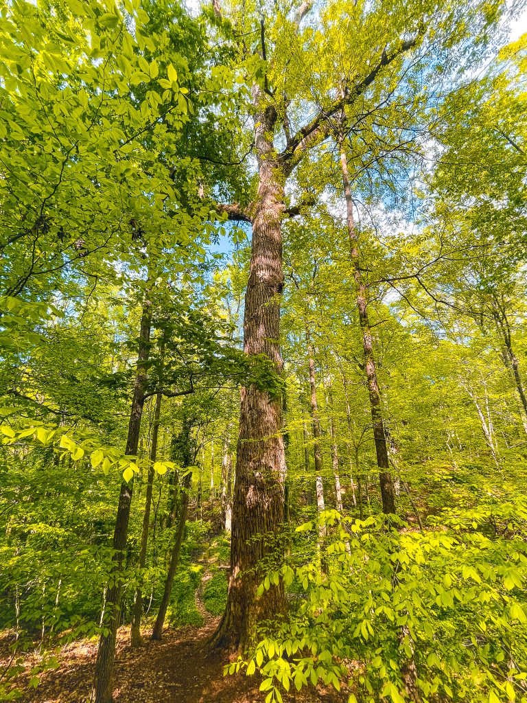 A view of a tall tree in the woods.