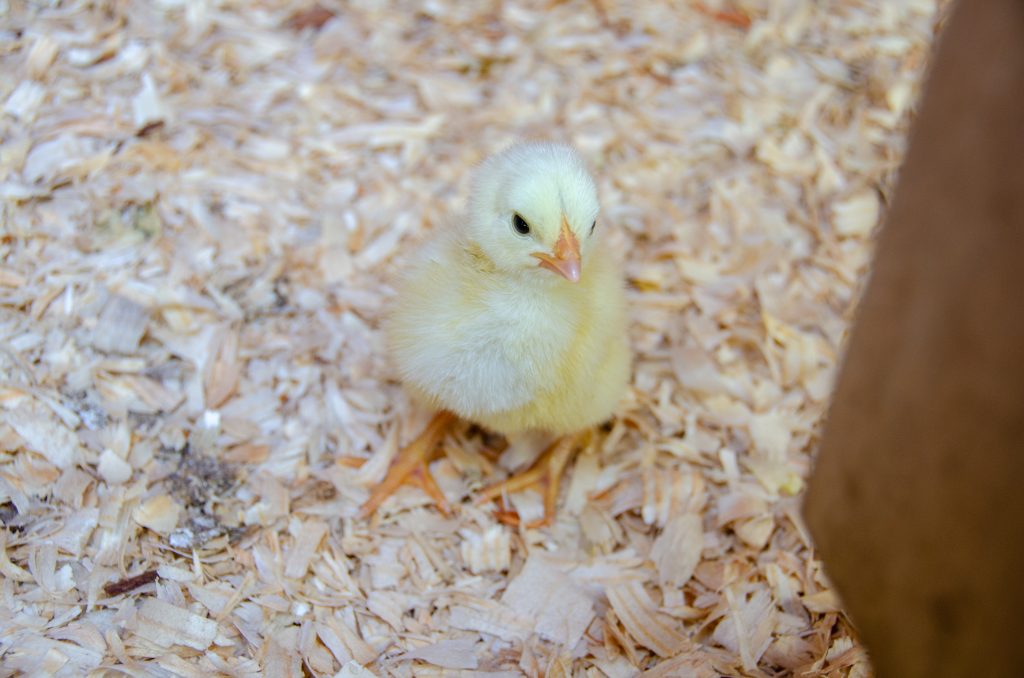 A yellow baby chick