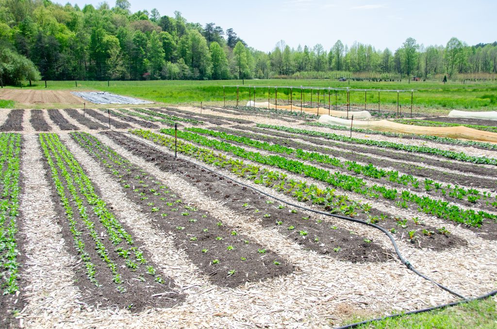 Rows of plants growing on the farm.