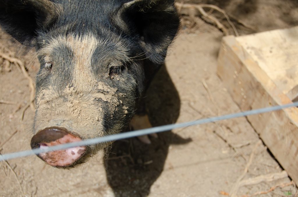 A close up of a black pig.